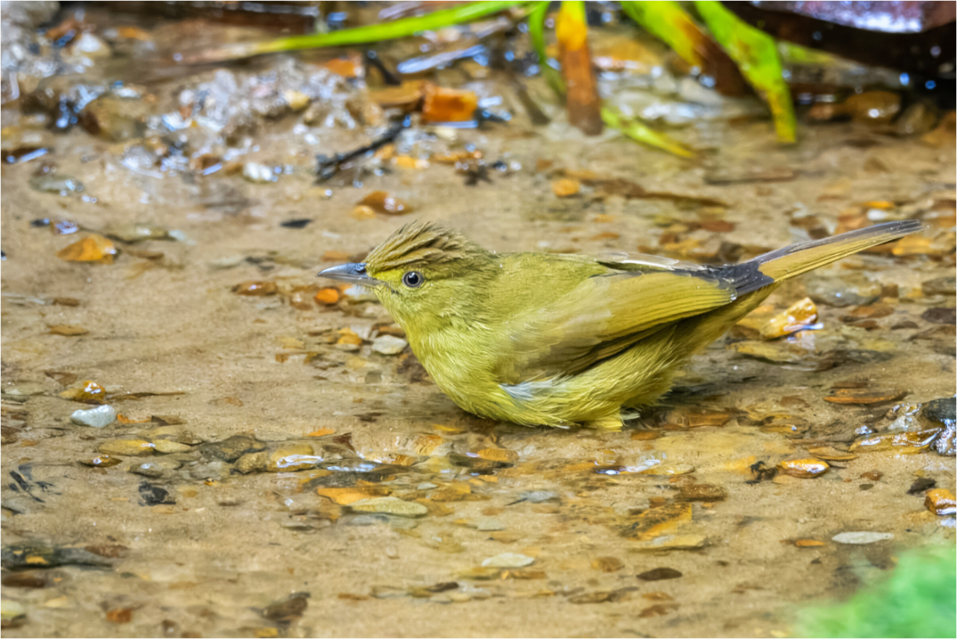 Birds of India