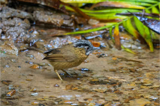 grey-throated babbler