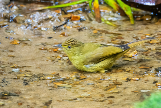 Cachar Bulbul